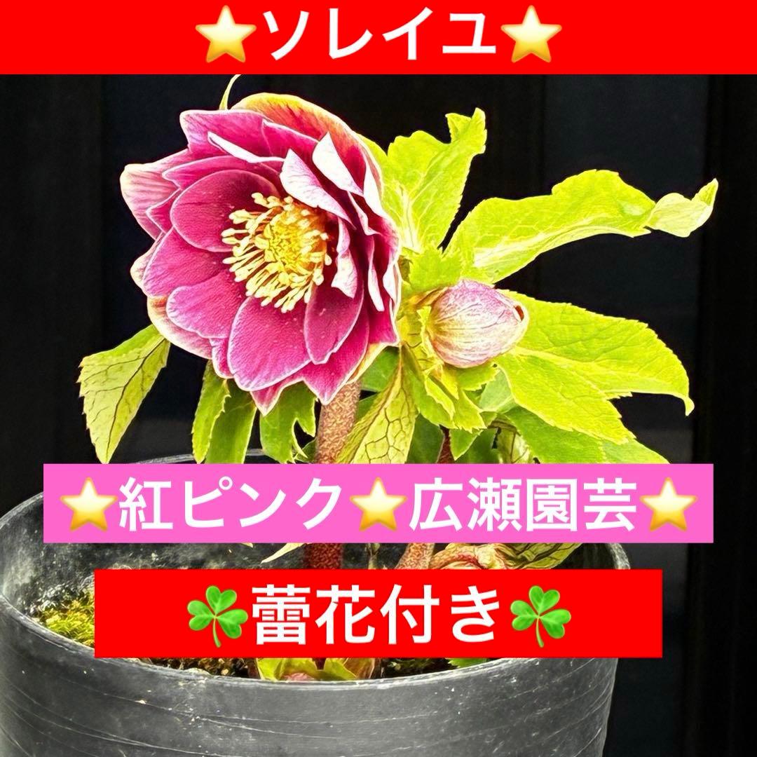 タ*ー様 3550☘️蕾花付き☘️⭐️ソレイユ⭐️紅ピンク⭐️広瀬園芸⭐️