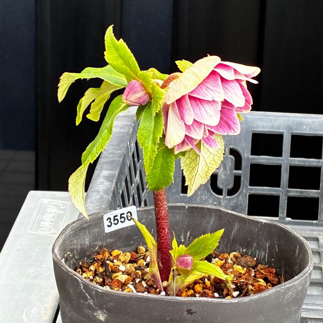 タ*ー様 3550☘️蕾花付き☘️⭐️ソレイユ⭐️紅ピンク⭐️広瀬園芸⭐️