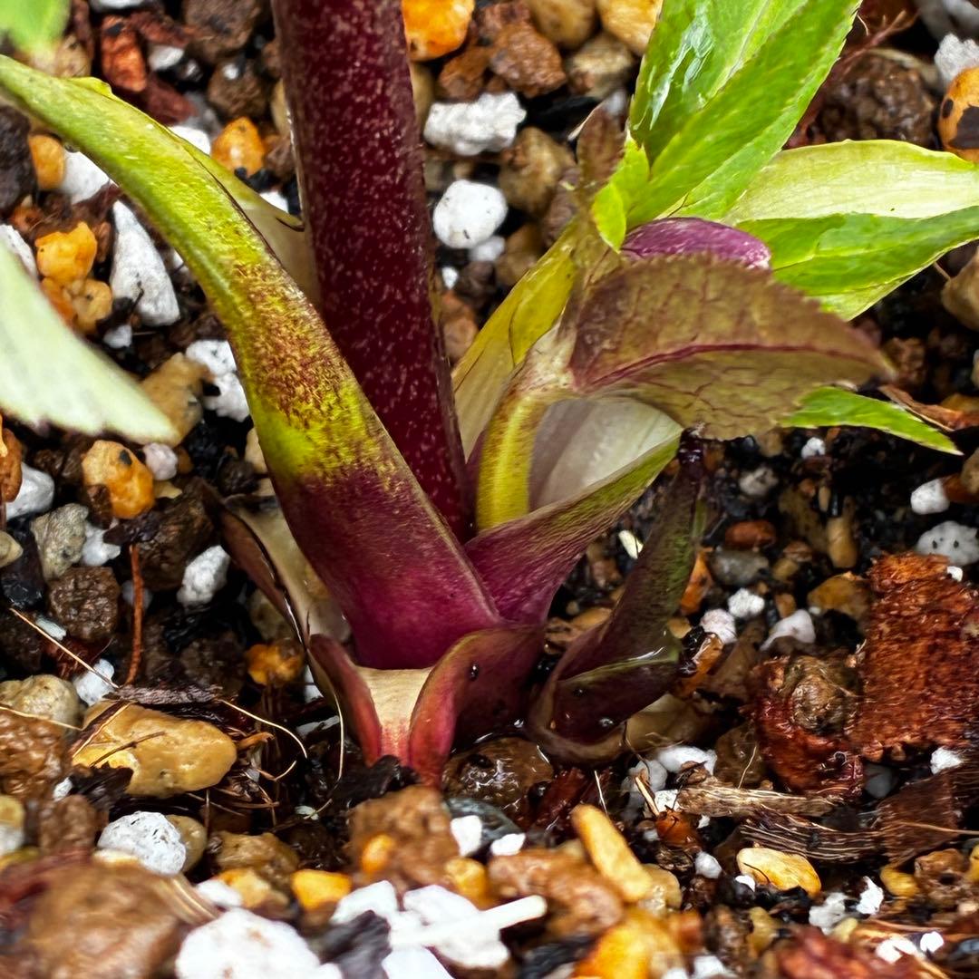 タ*ー様 3550☘️蕾花付き☘️⭐️ソレイユ⭐️紅ピンク⭐️広瀬園芸⭐️