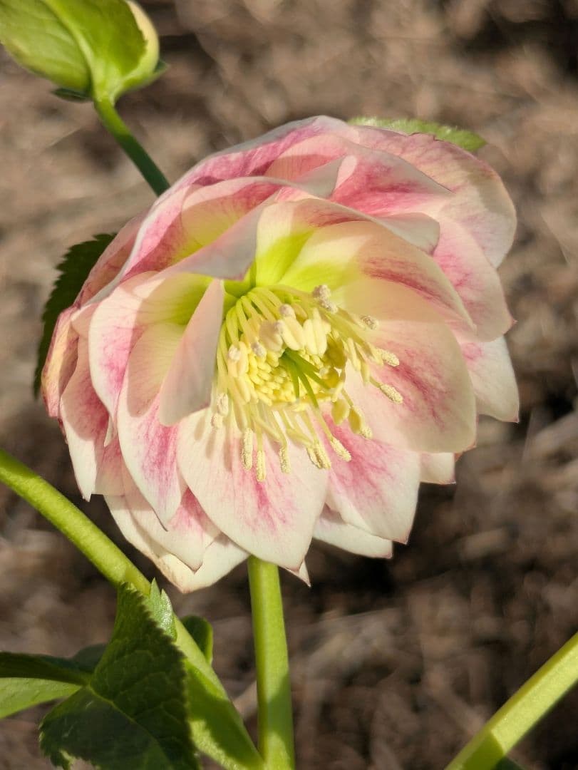 クリスマスローズ WS【オーレア系パステルピンクグラデーション】dd 堀切園