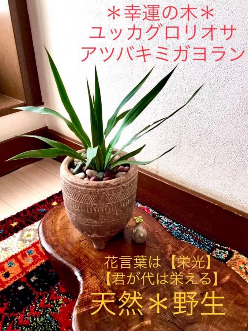 里山で完全野生化！幸運の木【ユッカグロリオサ＊アツバキミガヨラン】インドの鉢植え
