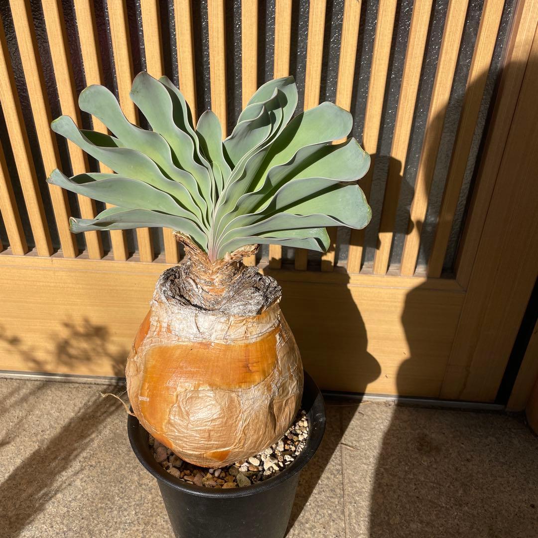 メ*4様 ブーファン ハエマンソイデス