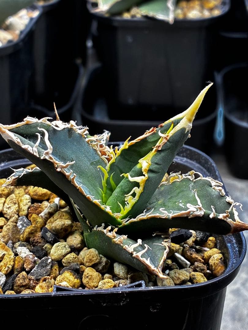 AGAVE TITANOTA イタリアメリクロン変異ロット株（子株付き）