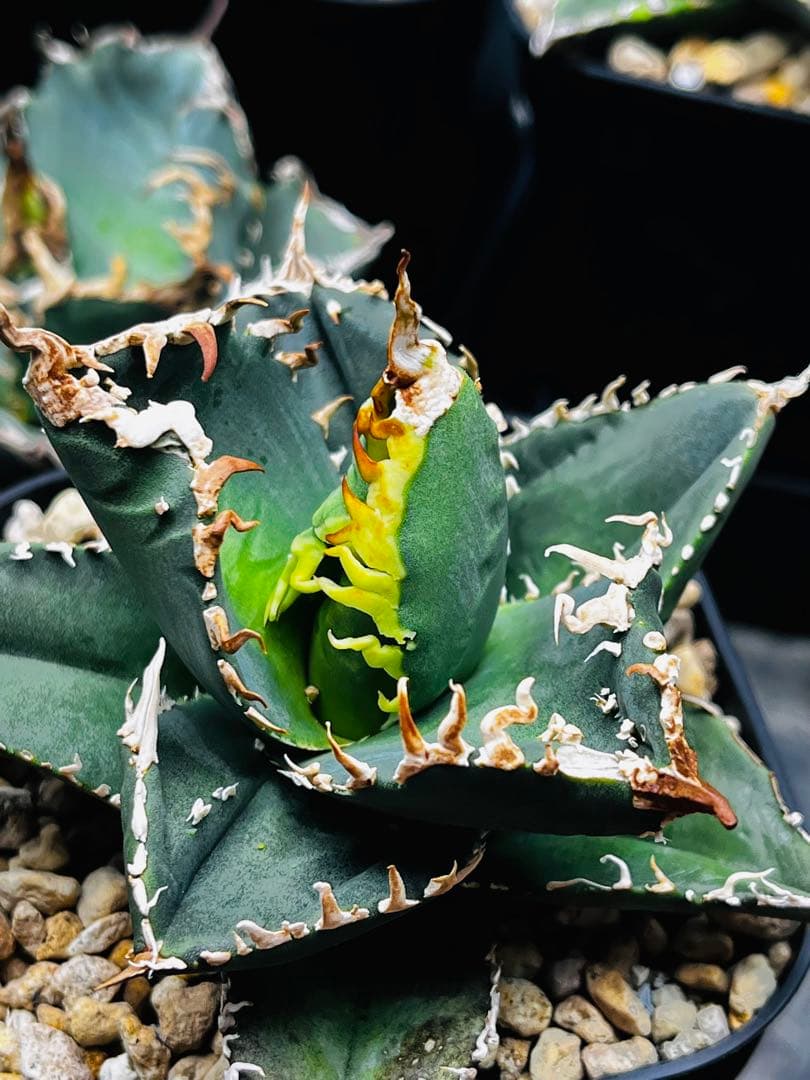 AGAVE TITANOTA イタリアメリクロン変異ロット株（子株付き）