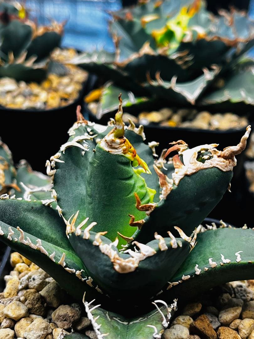 AGAVE TITANOTA イタリアメリクロン変異ロット株（子株付き）