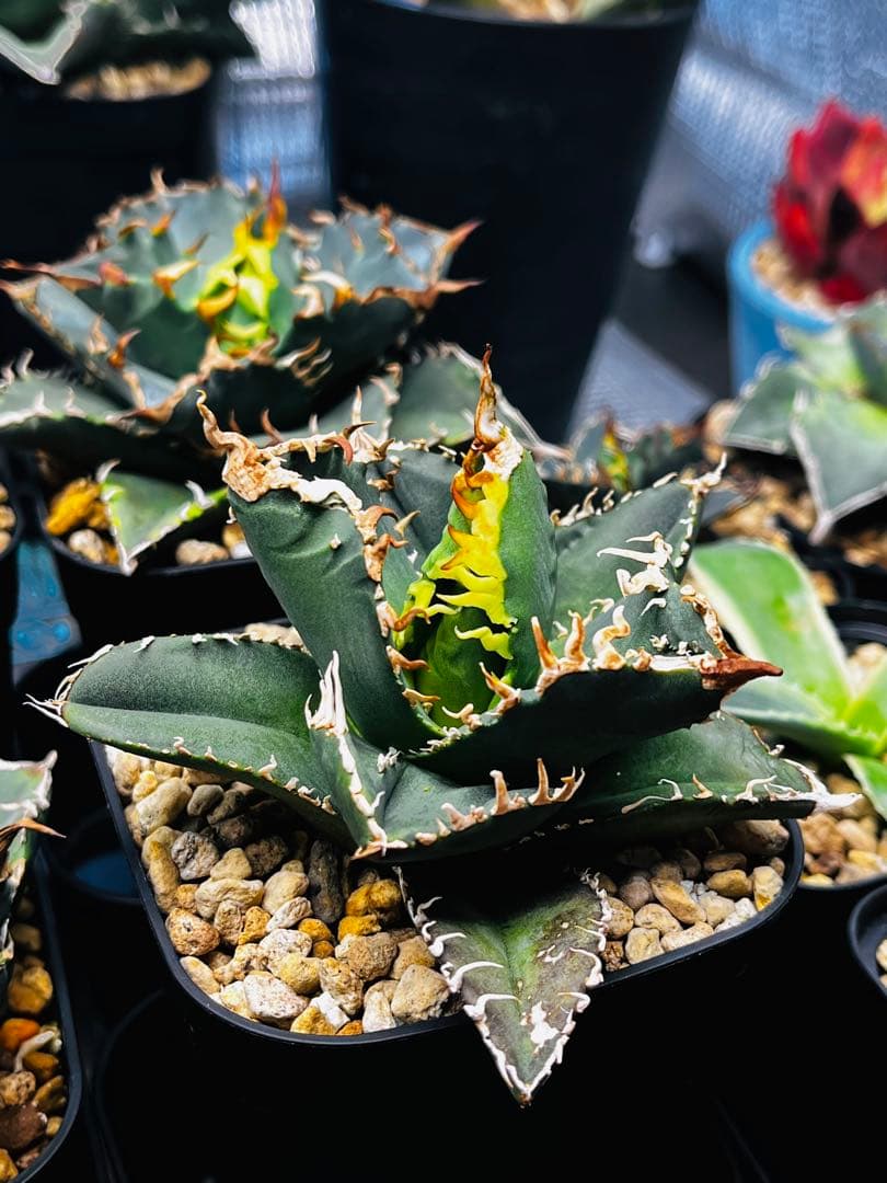 AGAVE TITANOTA イタリアメリクロン変異ロット株（子株付き）