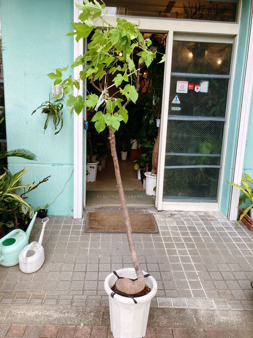 ブラキキトン　ディスカラー　ボトルツリー　希少　着払い　引き取り希望