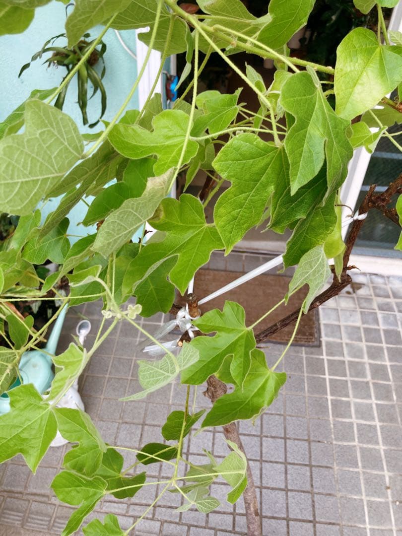 ブラキキトン　ディスカラー　ボトルツリー　希少　着払い　引き取り希望