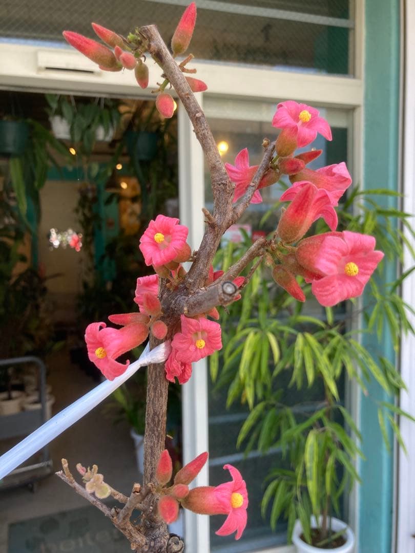 ブラキキトン　ディスカラー　ボトルツリー　希少　着払い　引き取り希望