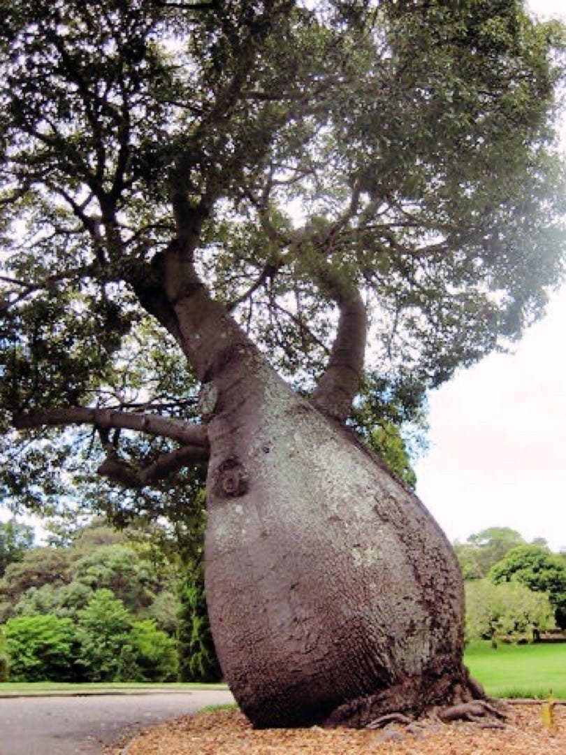 ブラキキトン　ディスカラー　ボトルツリー　希少　着払い　引き取り希望