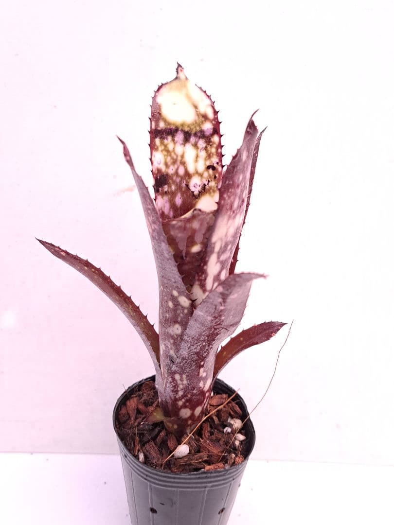 Billbergia ‘DM×Afterglow’×‘Purple Haze’