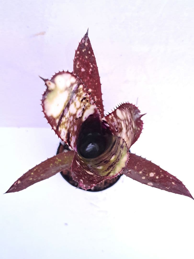 Billbergia ‘DM×Afterglow’×‘Purple Haze’