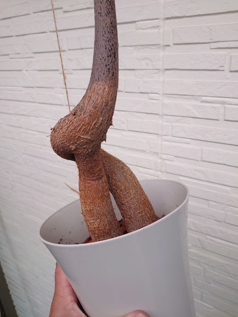 ボトルツリー