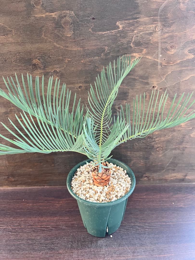 サイカスカイルンシアナ スーパーブルー短葉　M16