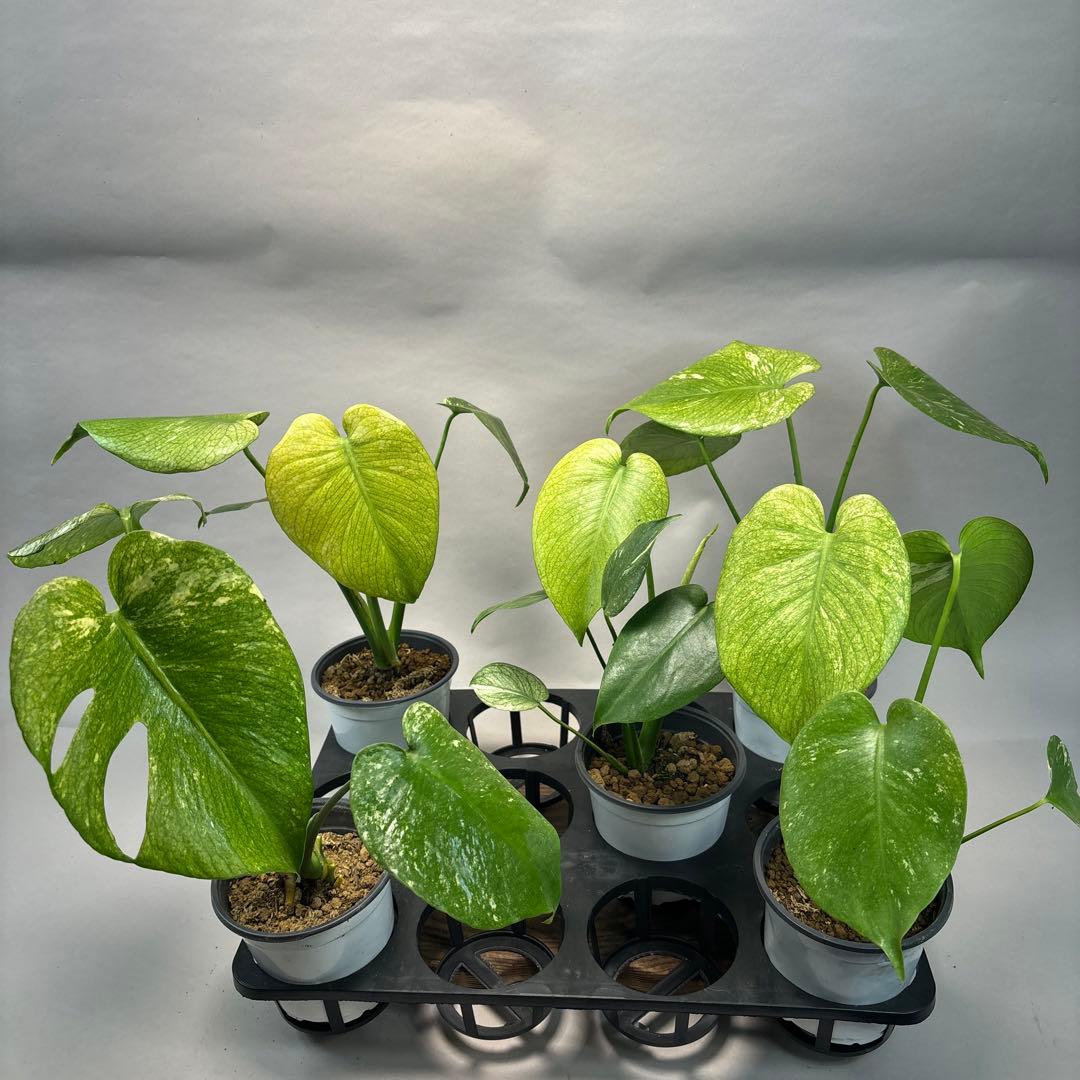 5株セットms116【特別選抜】ホワイトモンスター／天津蘭 モンステラ斑入り