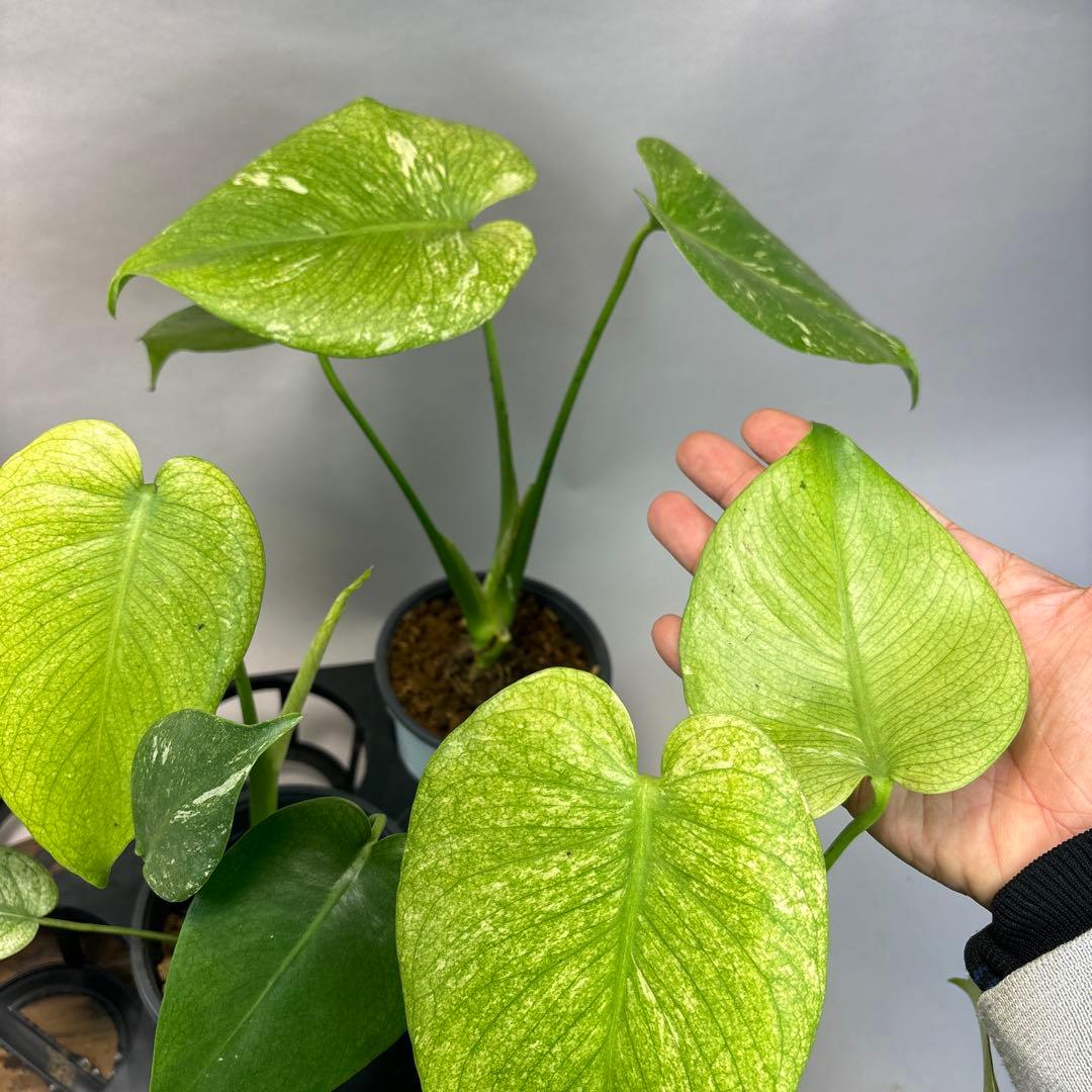 5株セットms116【特別選抜】ホワイトモンスター／天津蘭 モンステラ斑入り