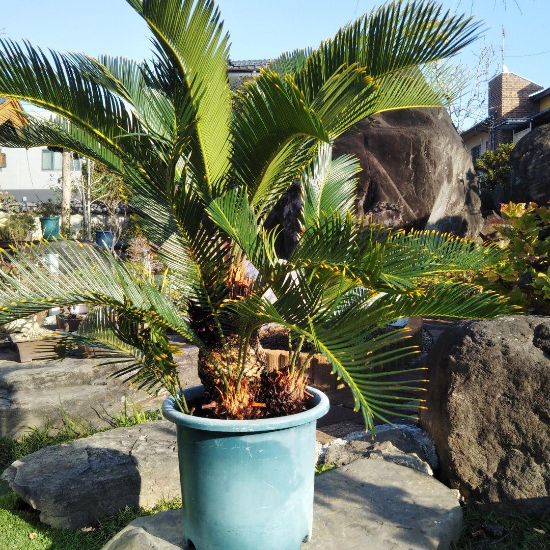 金環ソテツ （黄金ソテツ)