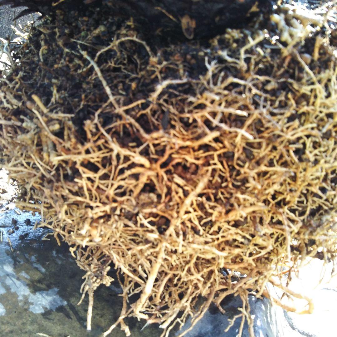 金環ソテツ （黄金ソテツ)