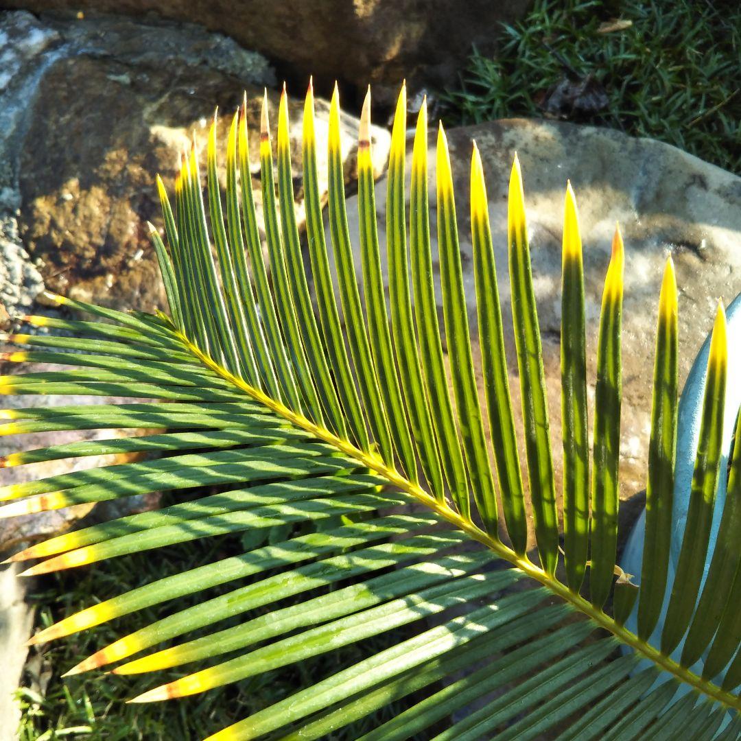 金環ソテツ （黄金ソテツ)