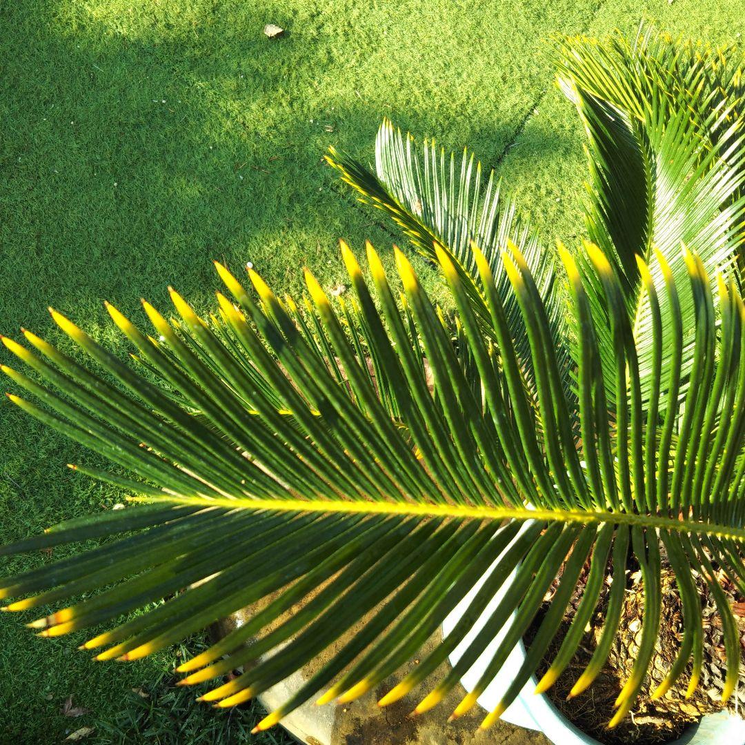 金環ソテツ （黄金ソテツ)