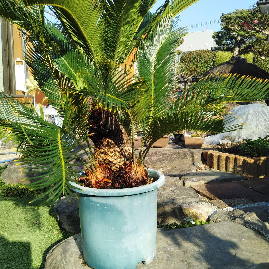 金環ソテツ （黄金ソテツ)