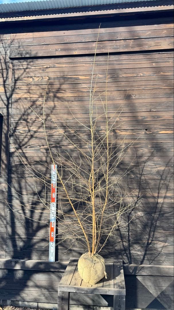 エゴノキ/株立ち【現品発送】管理80023