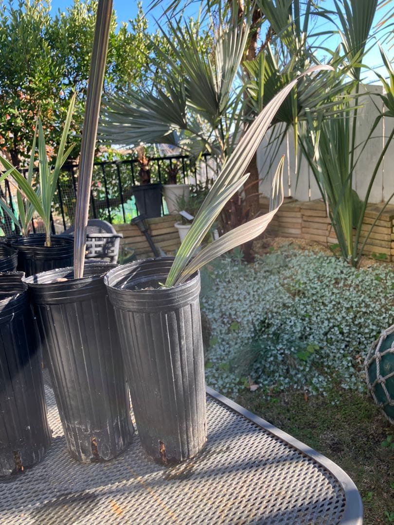 gansu　ビスマルキア3ポット