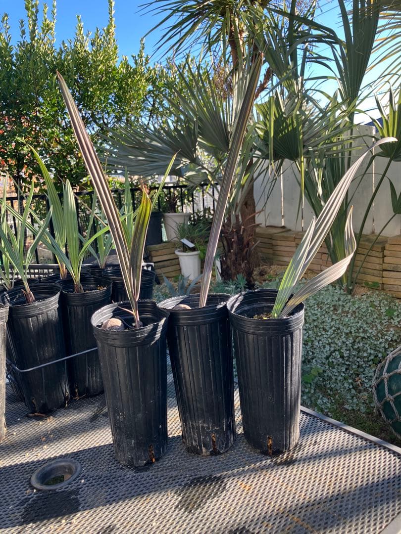 gansu　ビスマルキア3ポット