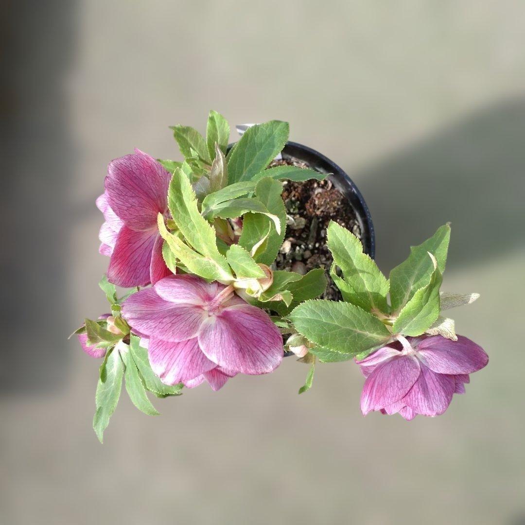 認定ソレイユ✨広瀬園芸✨ダブル✨クリスマスローズ✨ピンク〜レッド✨美しい