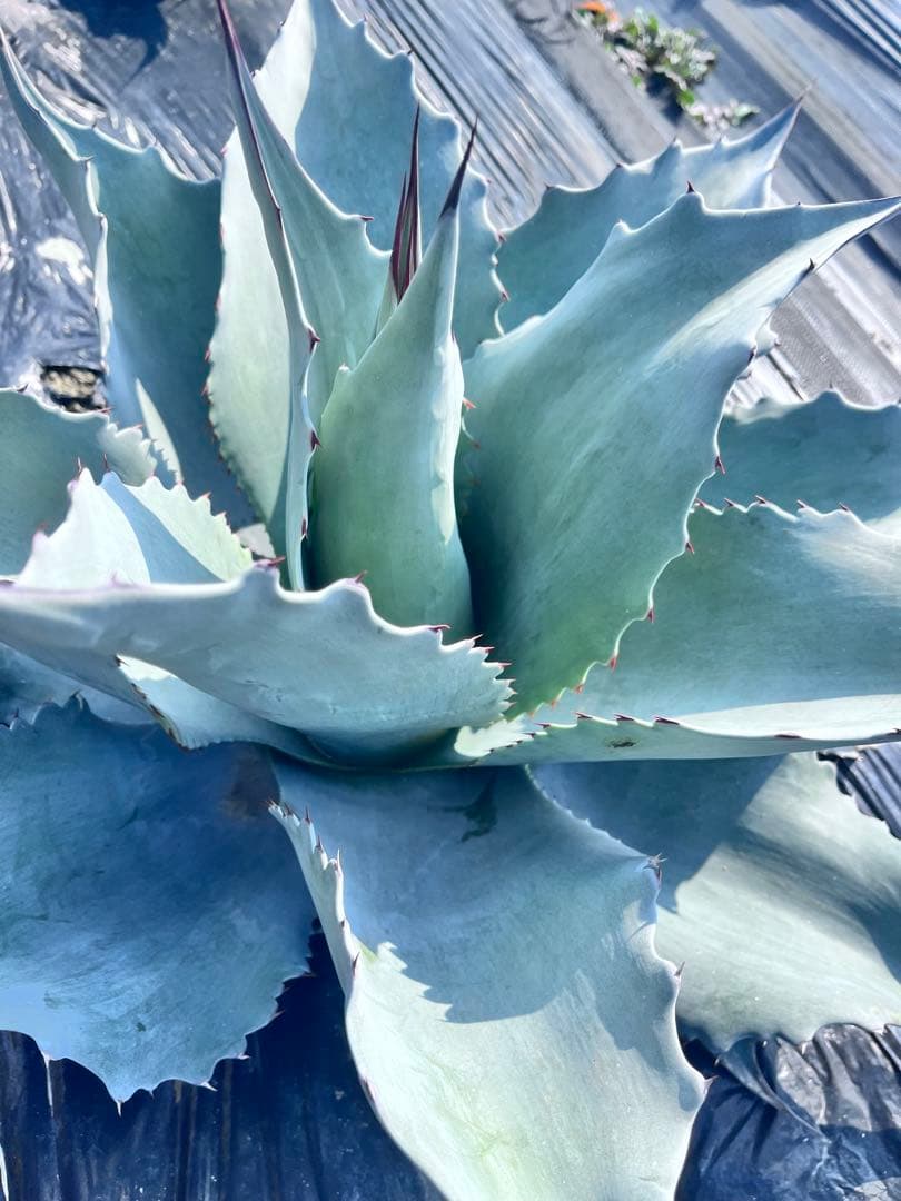 【‼︎大株‼︎】アガベ　オバティフォリア