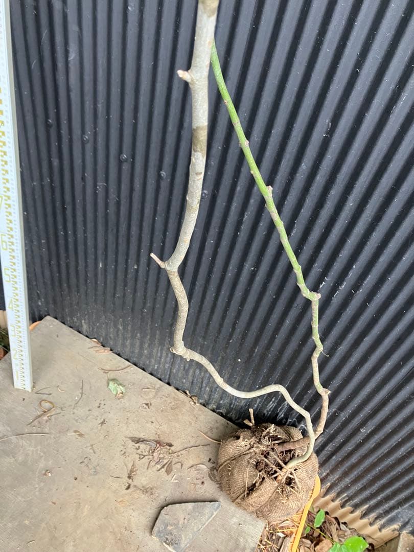 くまま 山採り　アオダモ　コハウチワカエデ　混合株