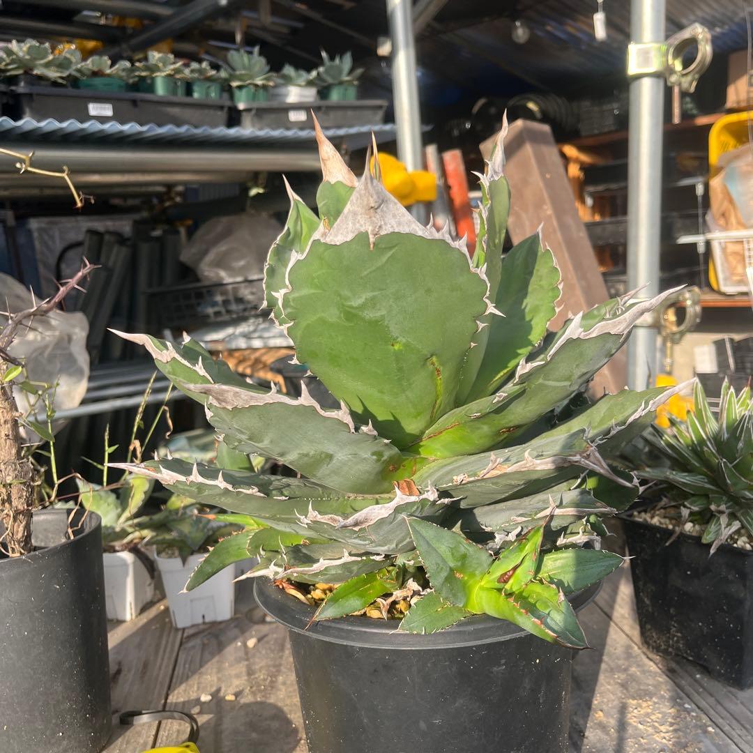 アガベ　ホワイトファイヤー　大株　子株多数　メルカリ便発送