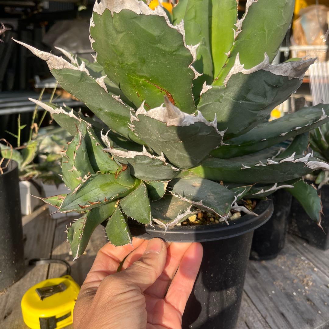 アガベ　ホワイトファイヤー　大株　子株多数　メルカリ便発送