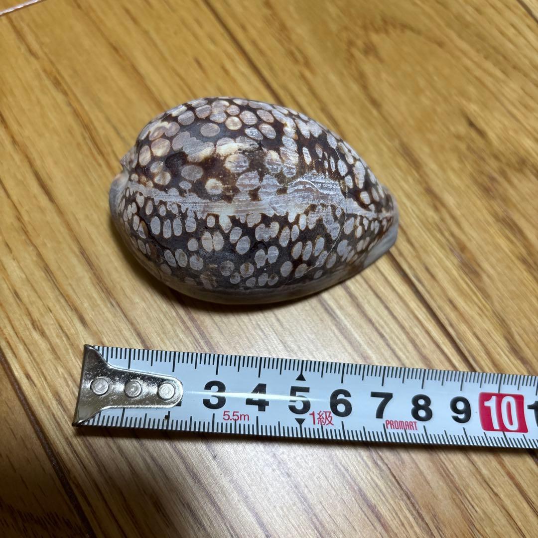 法螺貝　トウカムリ　夜光貝　まとめて　8点セット