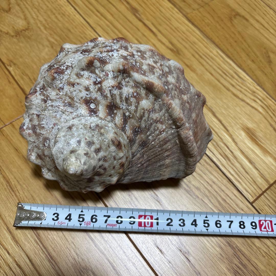 法螺貝　トウカムリ　夜光貝　まとめて　8点セット