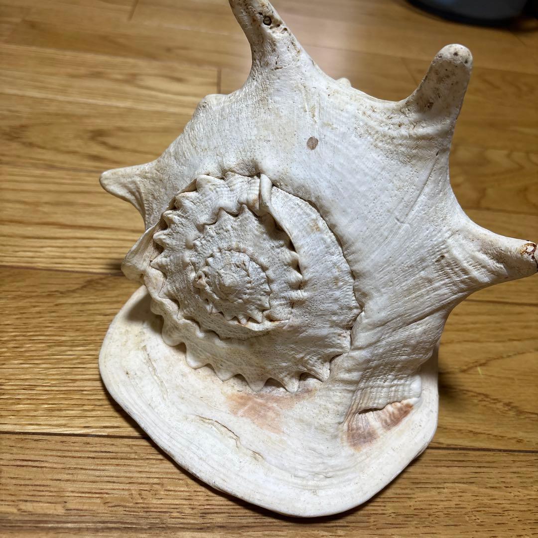 法螺貝　トウカムリ　夜光貝　まとめて　8点セット