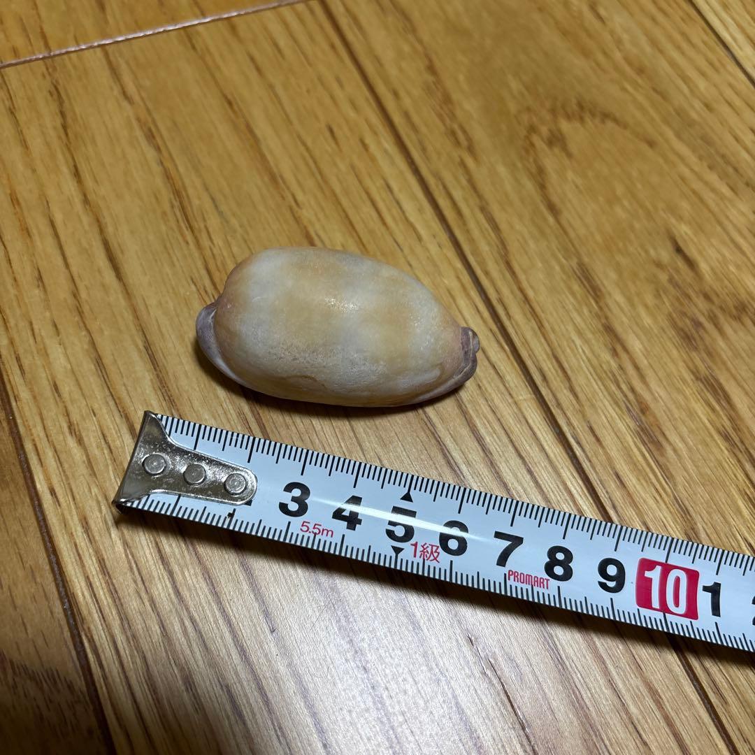 法螺貝　トウカムリ　夜光貝　まとめて　8点セット