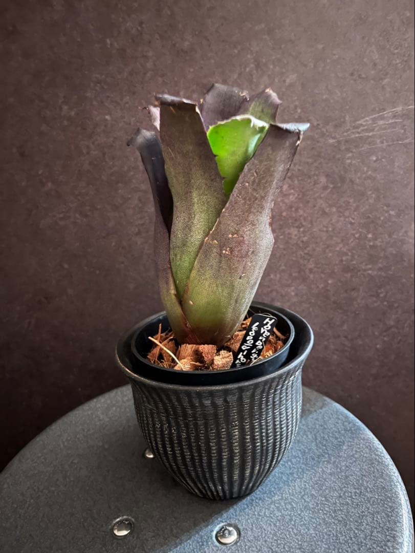 【特別選抜】Hohenbergia ホヘンベルギアレオポルドホルスティ No.8