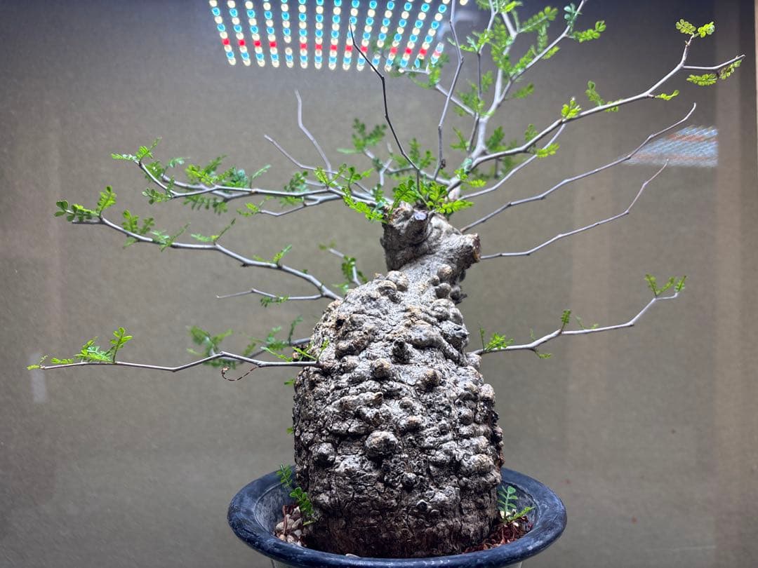 オペルクリカリアパキプス　現地　現地球　発根済み