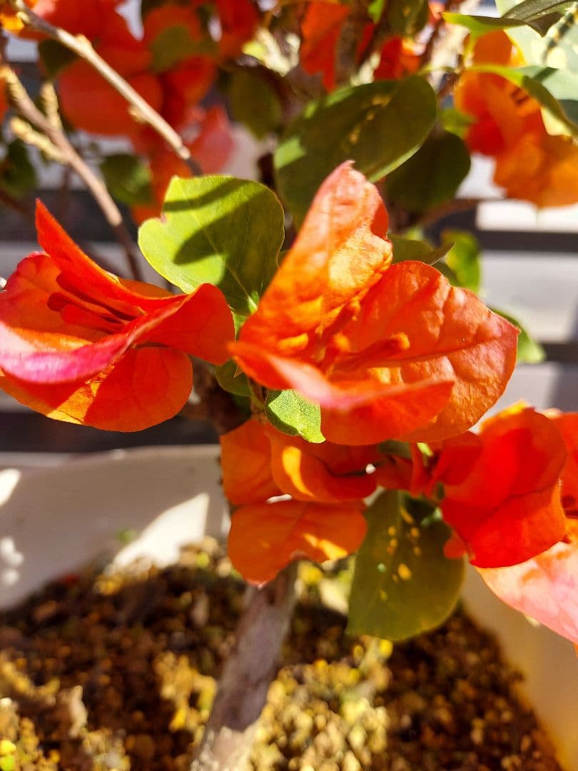 ブーゲンビリア　エンジェルオレンジ　希少