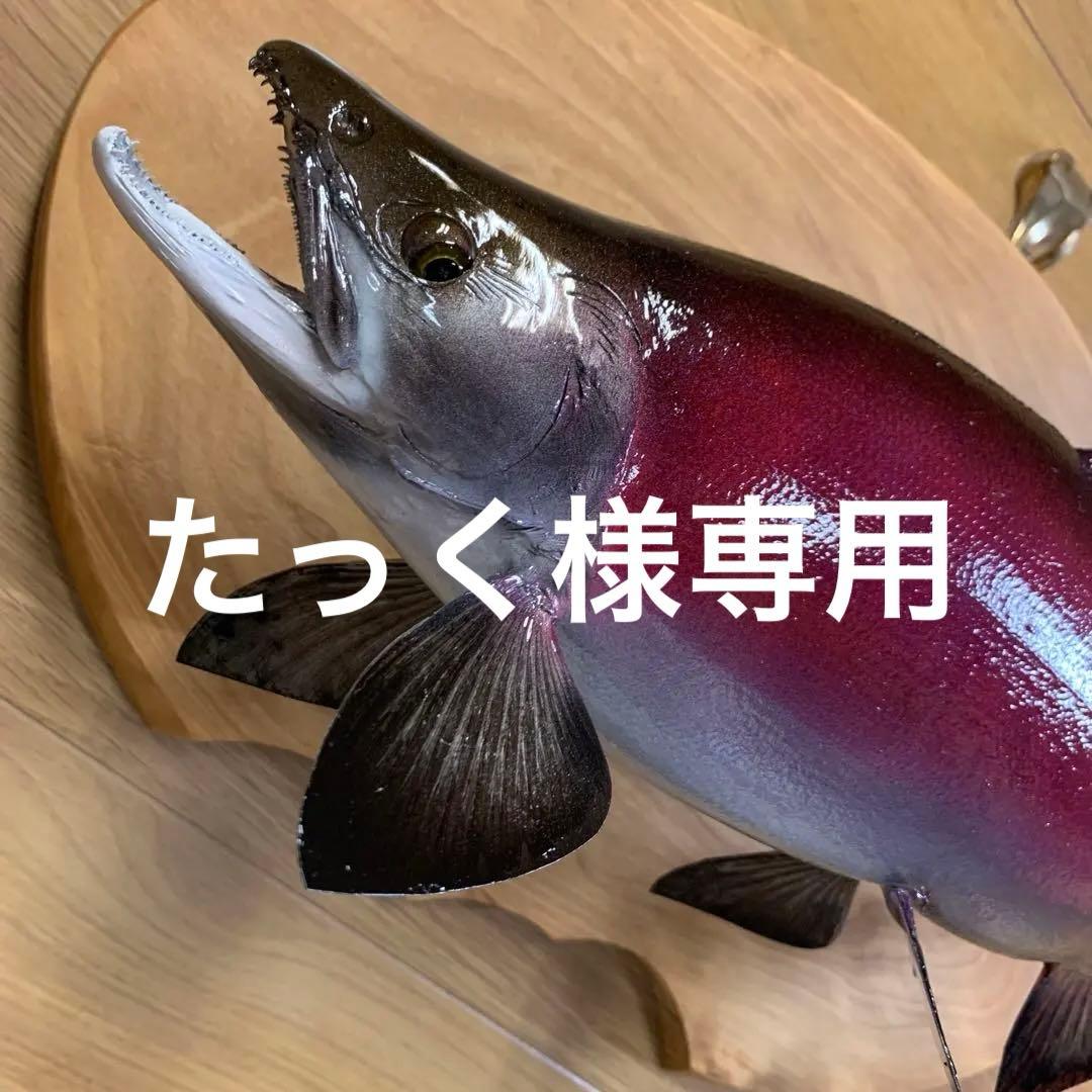 魚類剥製工房エフクラフト　晩秋の幅広セッパリヒメマス雄37センチ位 最終形態