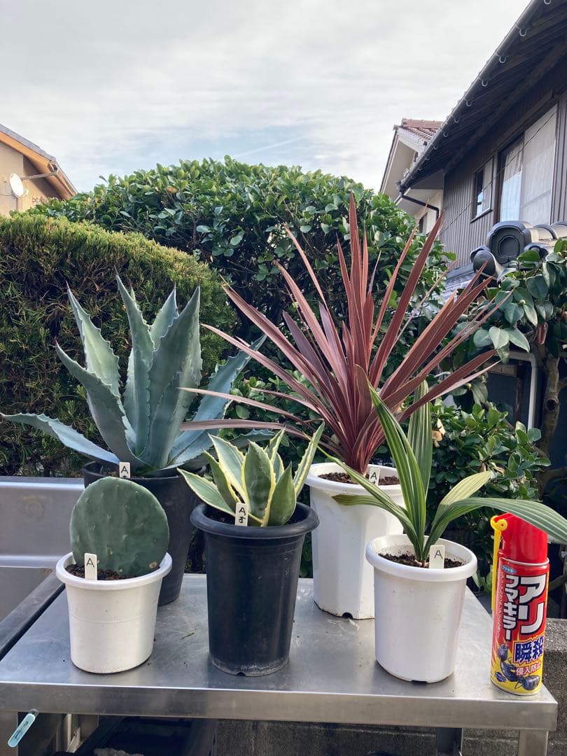 ドライガーデンＡセット鉢ごと配送致します。