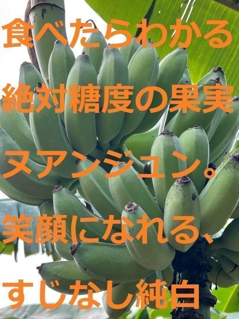 極太◆200cm巨大苗◆TVで話題の絶対糖度◆ドワーフ・ヌアンジュンバナナ◆低木