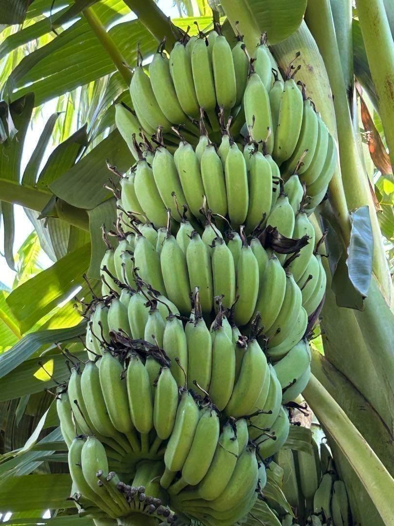 極太◆200cm巨大苗◆TVで話題の絶対糖度◆ドワーフ・ヌアンジュンバナナ◆低木