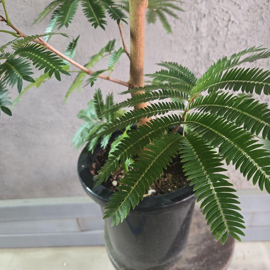 ⑦　エバーフレッシュ　8号特大苗木最高等級極太‼️