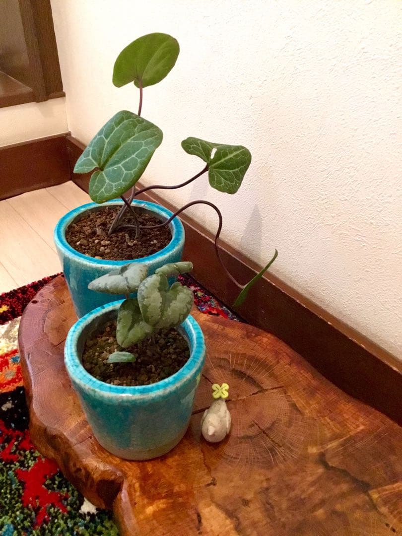 【希少植物＊天然＊野生の美しいカンアオイ＊寒葵＊模様は2種類】亀甲斑入り