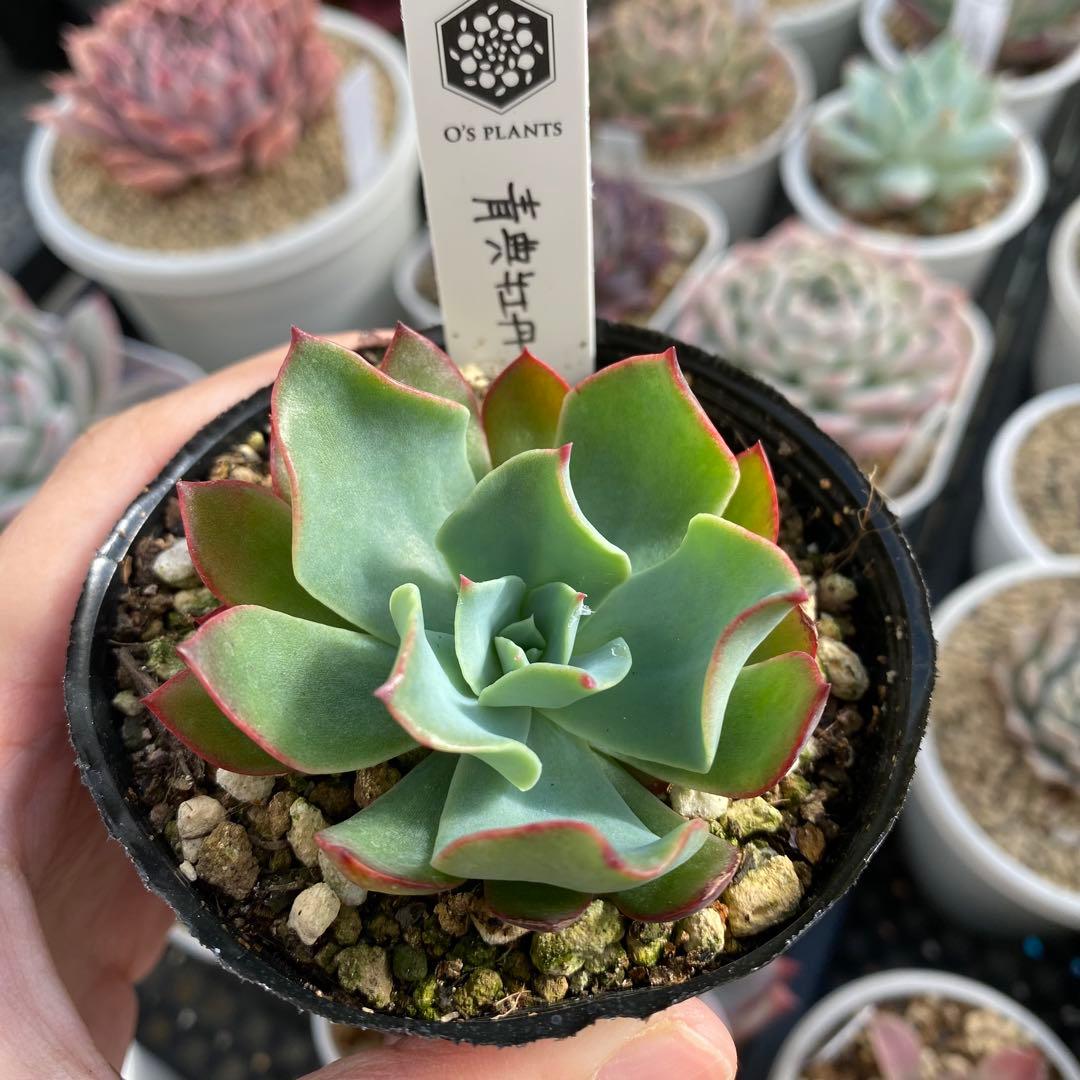 多肉植物　エケベリア　青典牡丹　オーズさん苗　札付き
