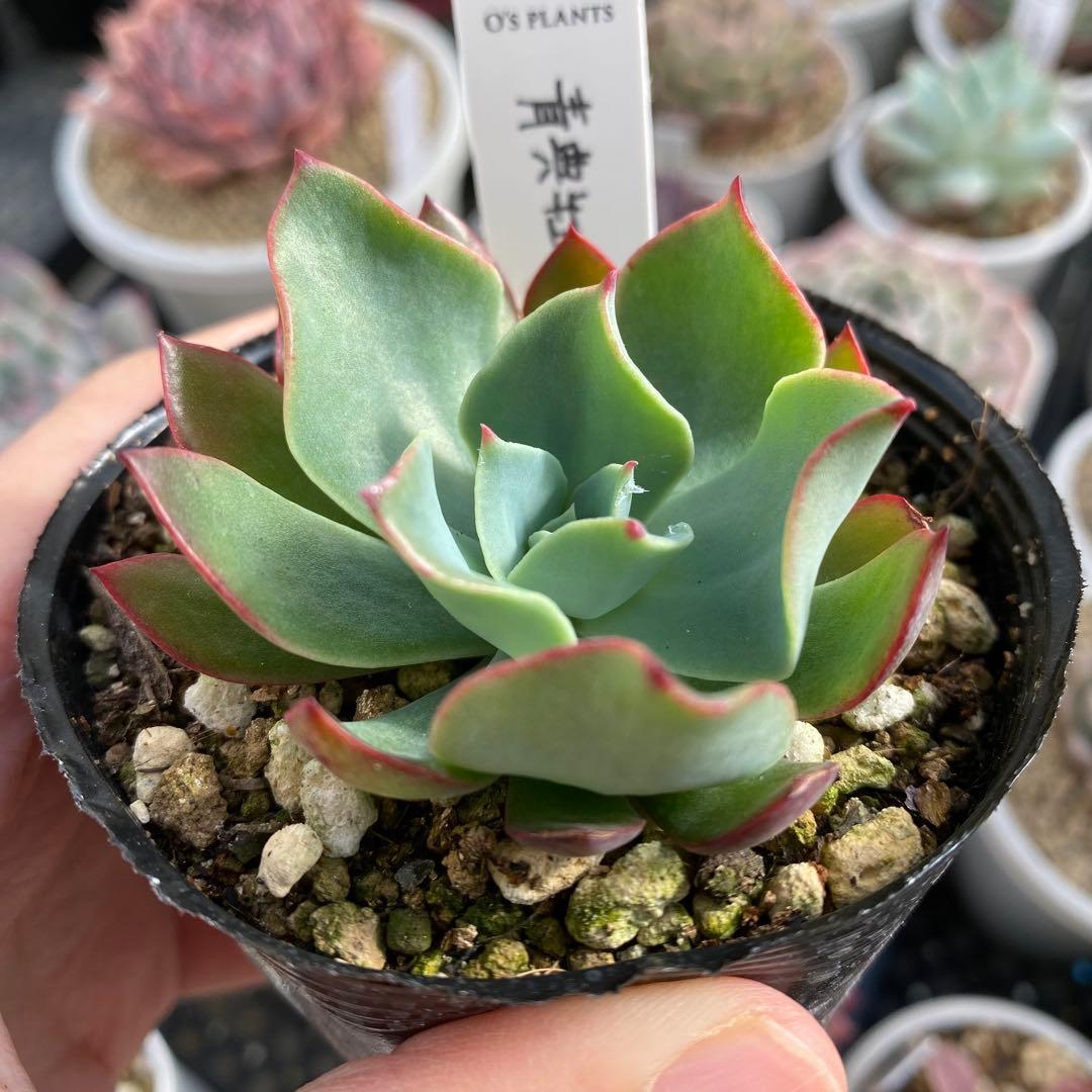 多肉植物　エケベリア　青典牡丹　オーズさん苗　札付き