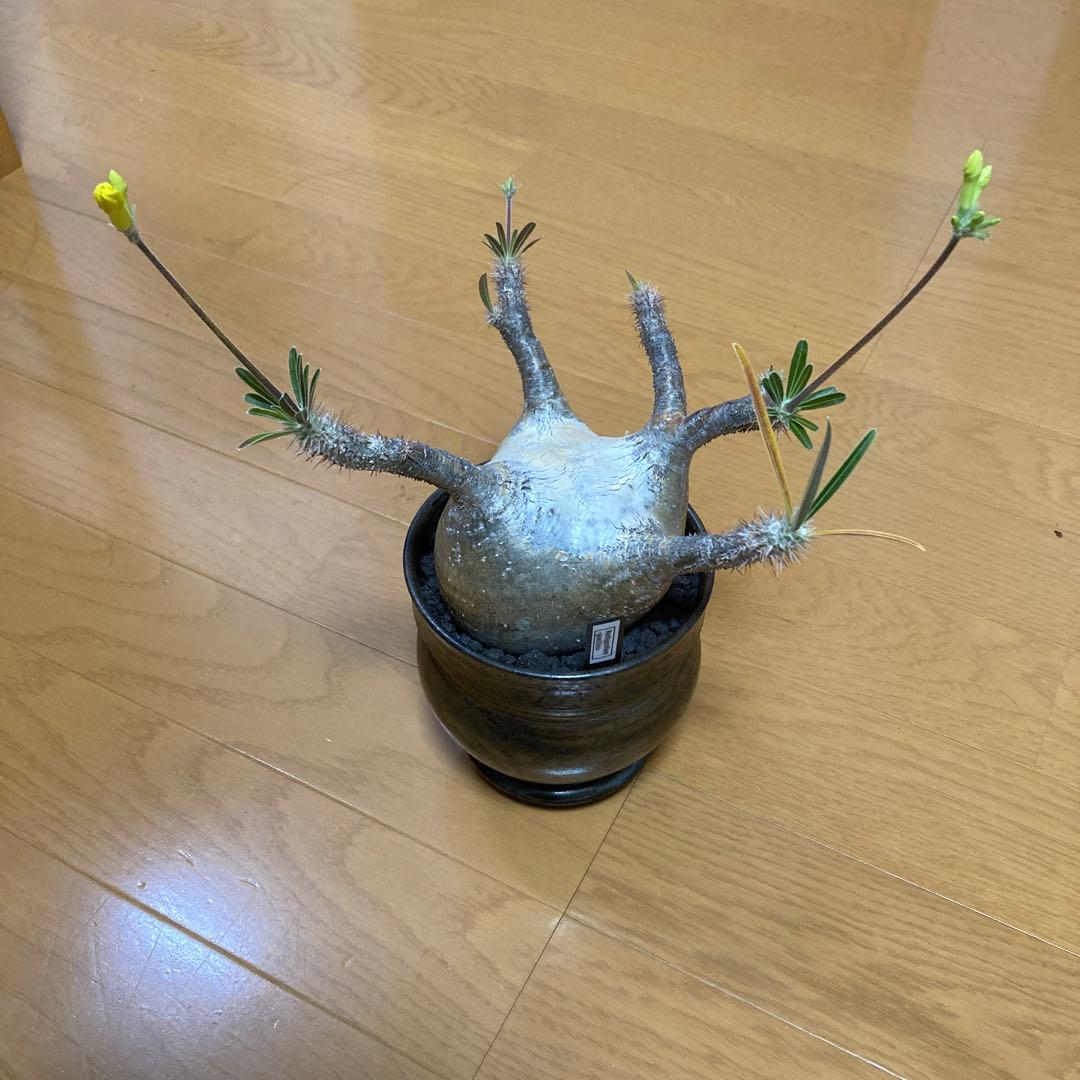 冬の値下げ❕　グラキリス　鉢付き　パキポディウム