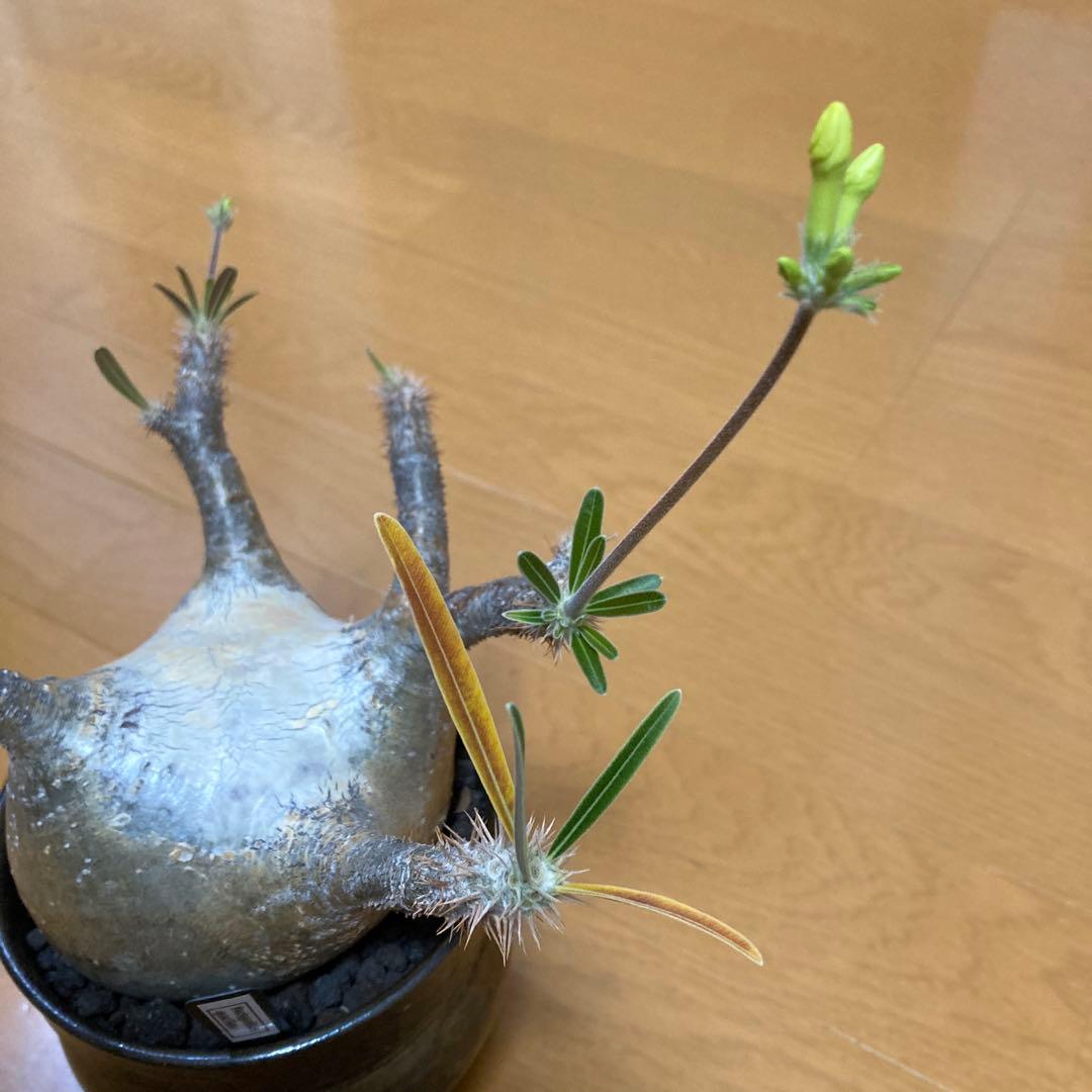 冬の値下げ❕　グラキリス　鉢付き　パキポディウム